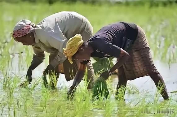 全网都在热议！一向爱算计、爱压价的印度，这次算是彻底栽了，为自己的无赖作风付出了