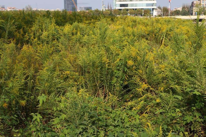 最近上海浦东、杨浦等地的路边、荒地，冒出大片黄色小花，看着美，实则是“生态杀手”