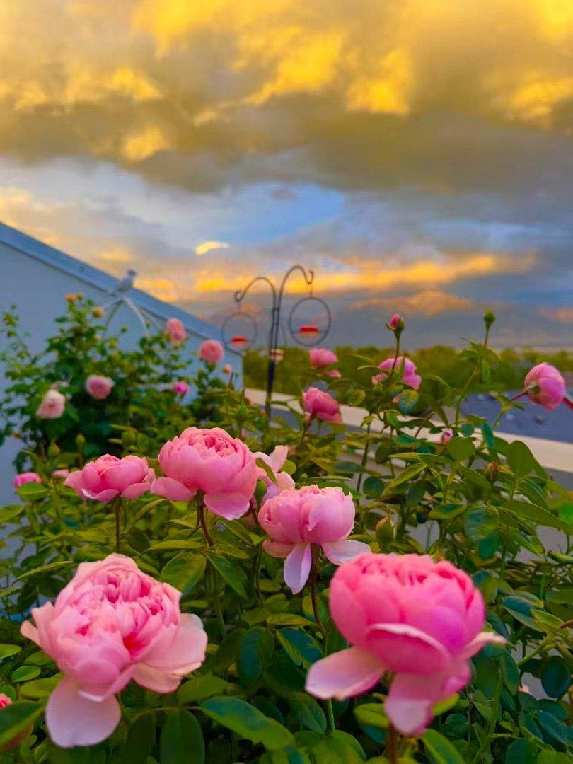 乖妈拍她的月季花 ​​​