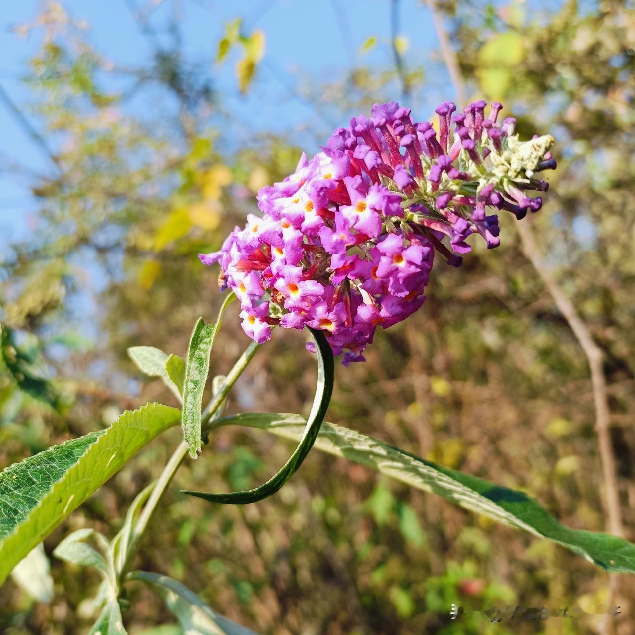 我才在公司做了几天，老板就委以重任，还是他太看得起我了。

这不老板准备出差几天