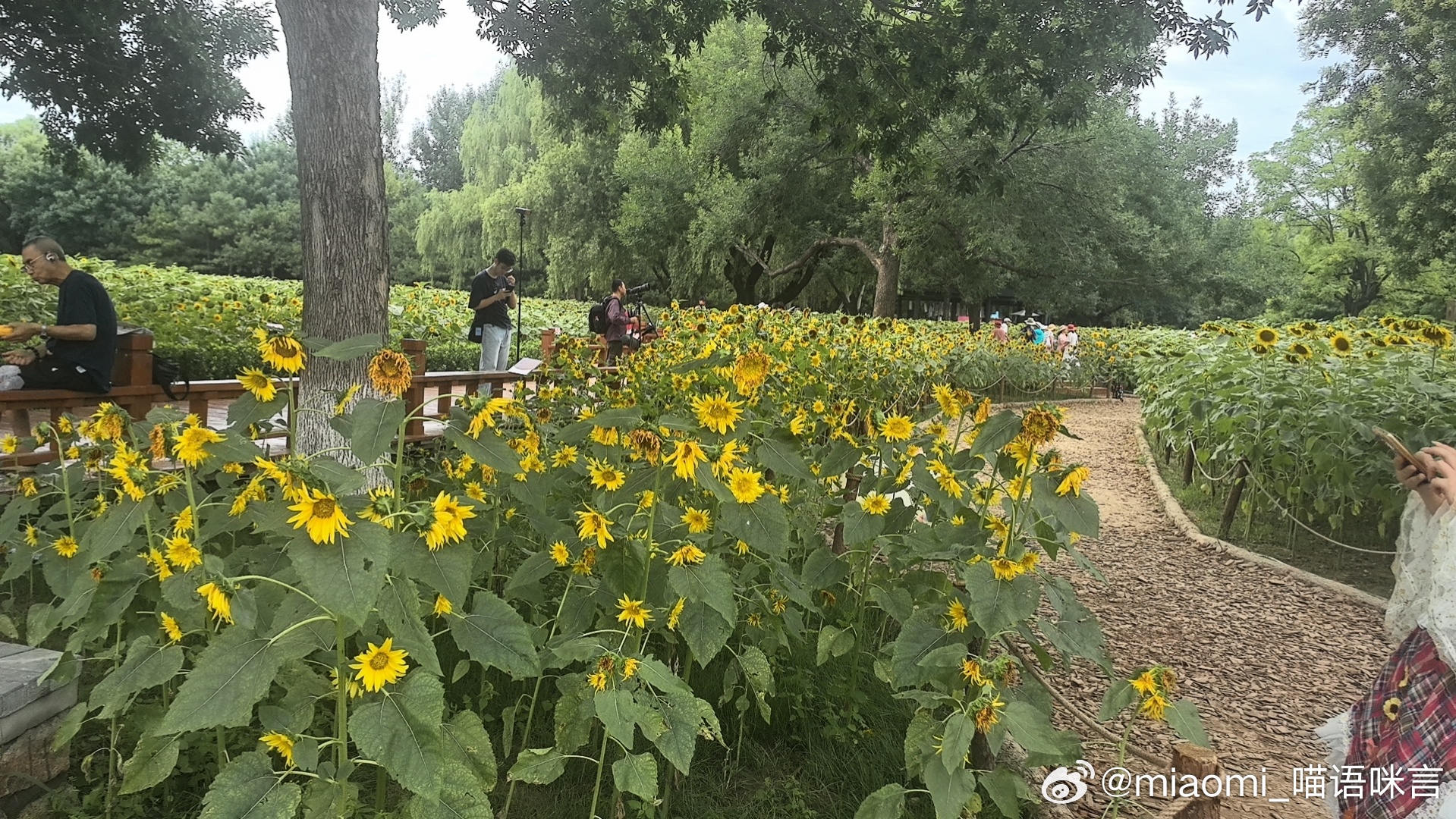 奥森向日葵1/1 