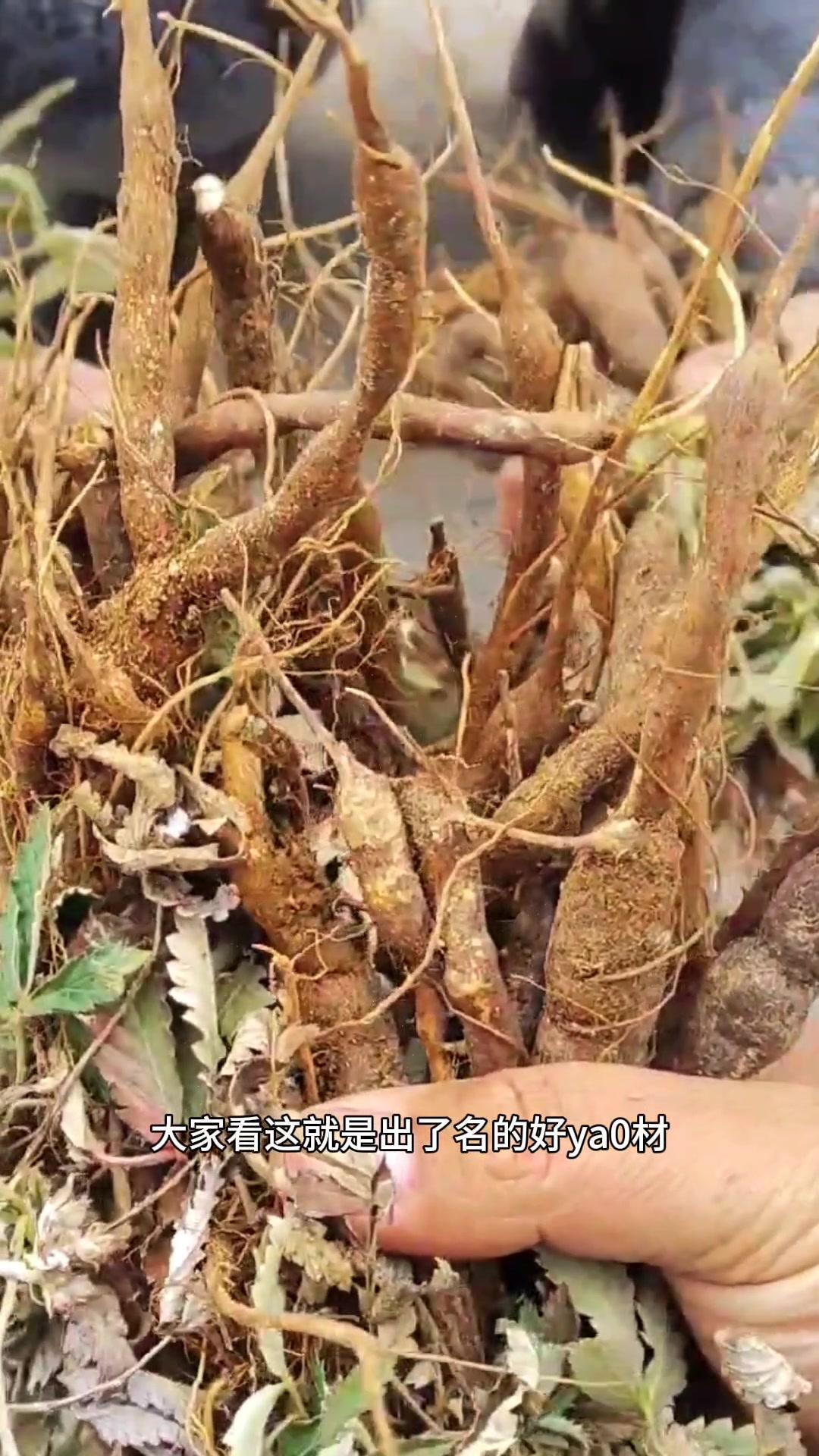 大家看这就是出了名的好药材，大名鼎鼎的鸡腿参，学名翻白草。如果野外遇到它，那可就