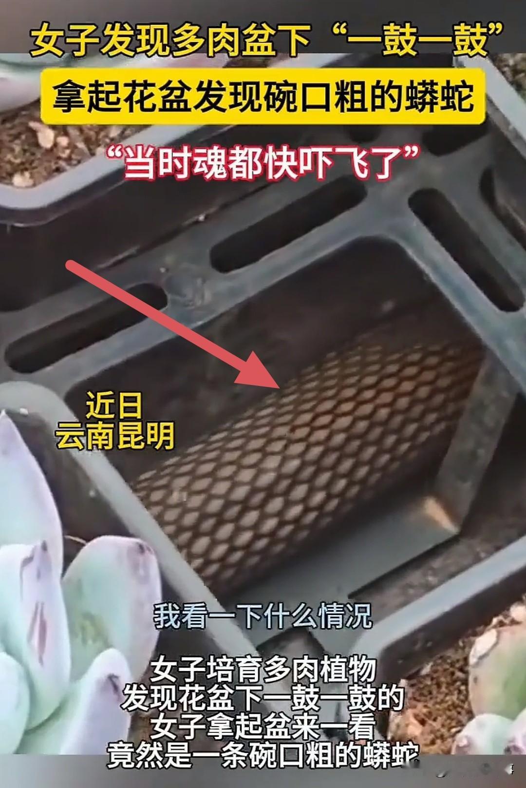 一女子在阳台上侍弄多肉，花盆底部露出的缝隙里，有什么东西在缓慢蠕动。以为是花盆太
