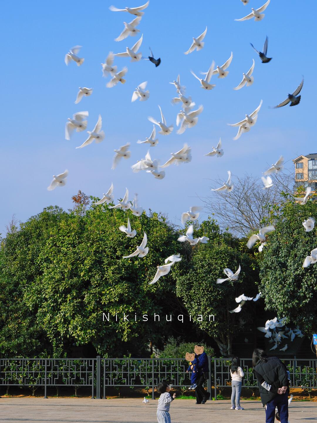 全乐清我是最后一个知道，这里有免费鸽子喂