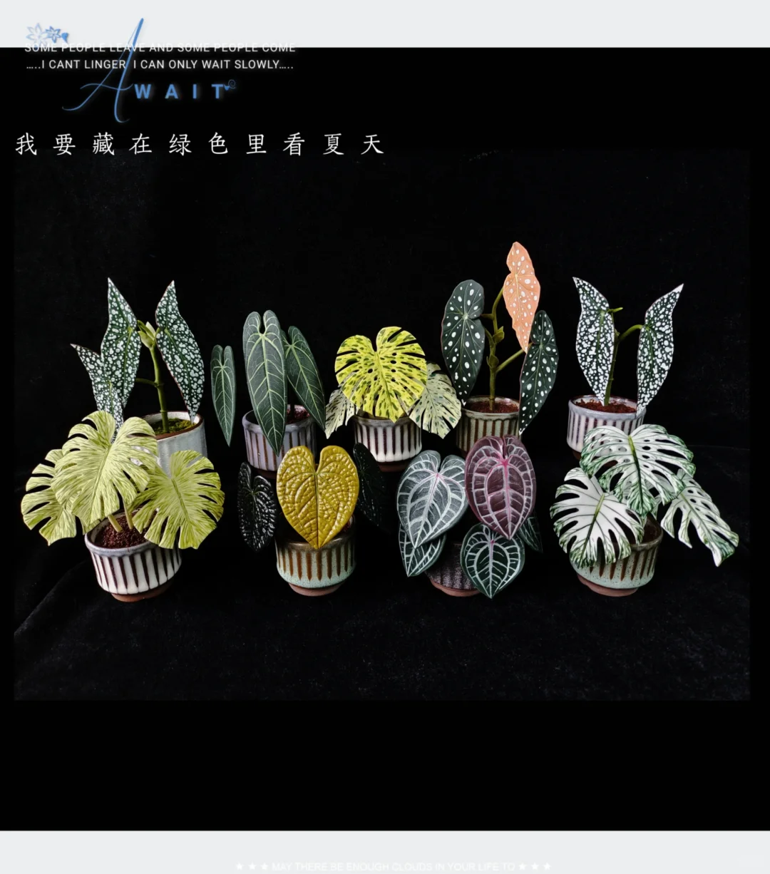 养护难道为零的热植小盆栽
