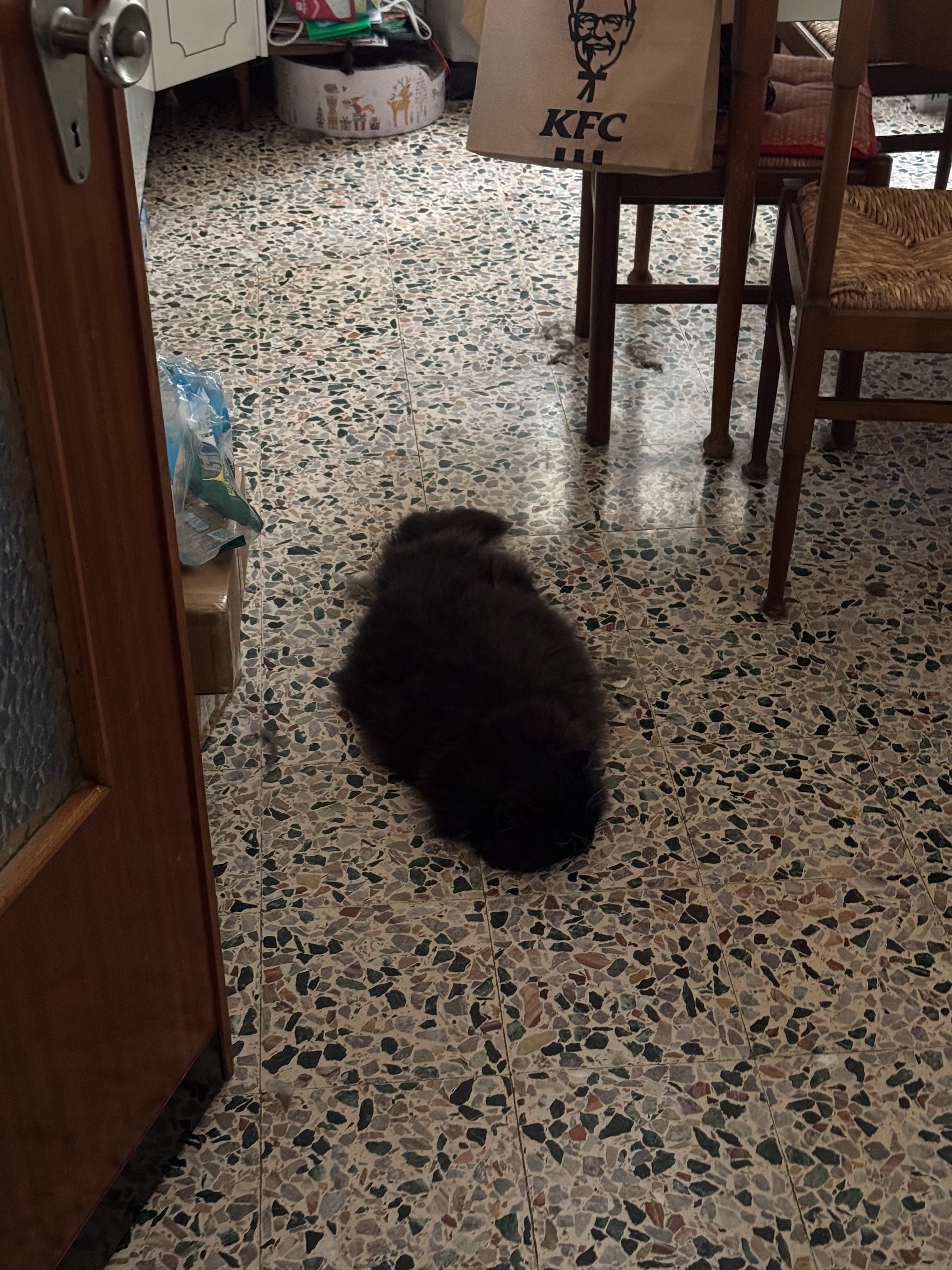 猫猫虫 