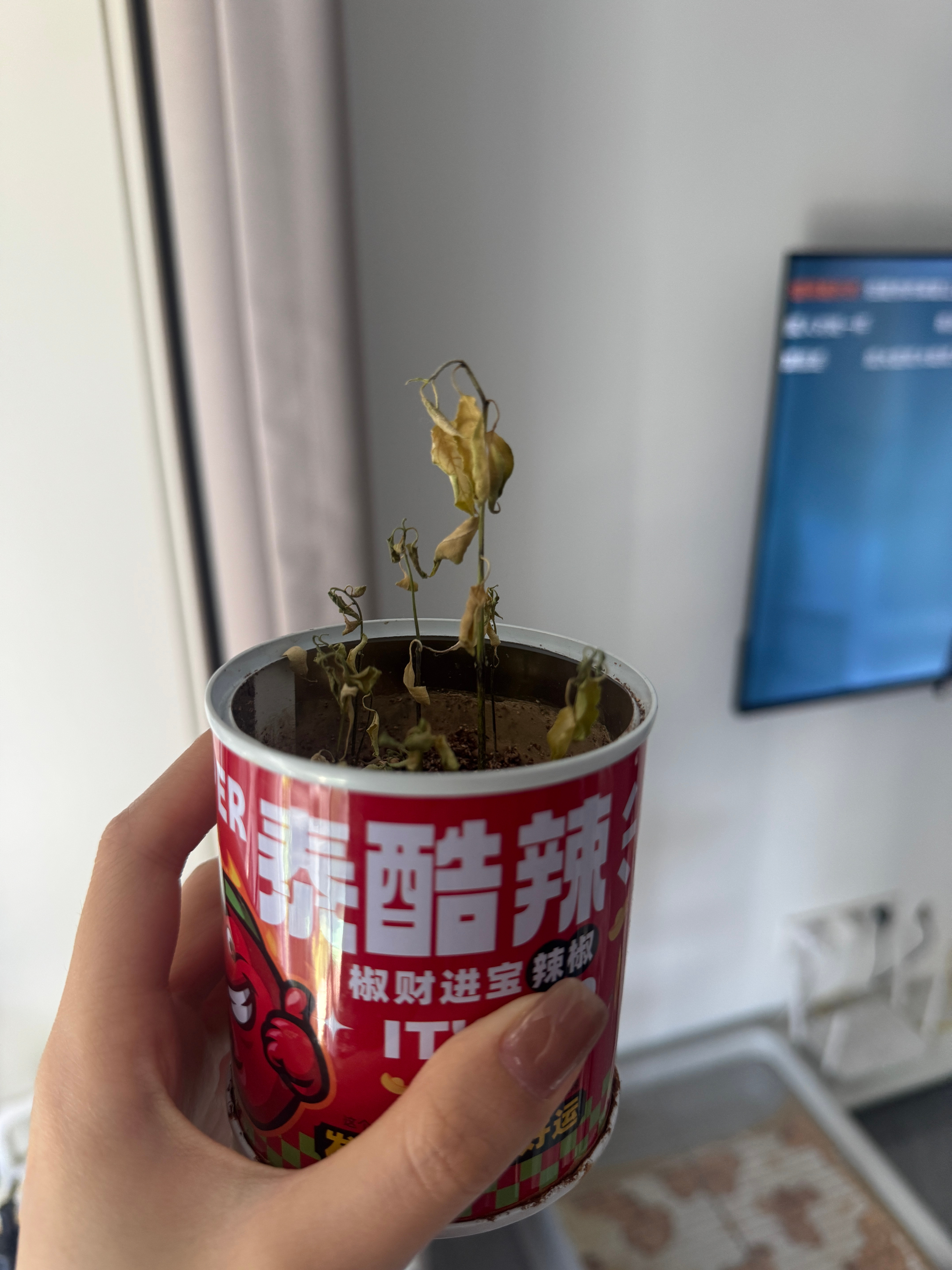 翻看几年前的微博 真的是快乐的很纯粹 23年是我最喜欢的一年 现在整个人的状态心