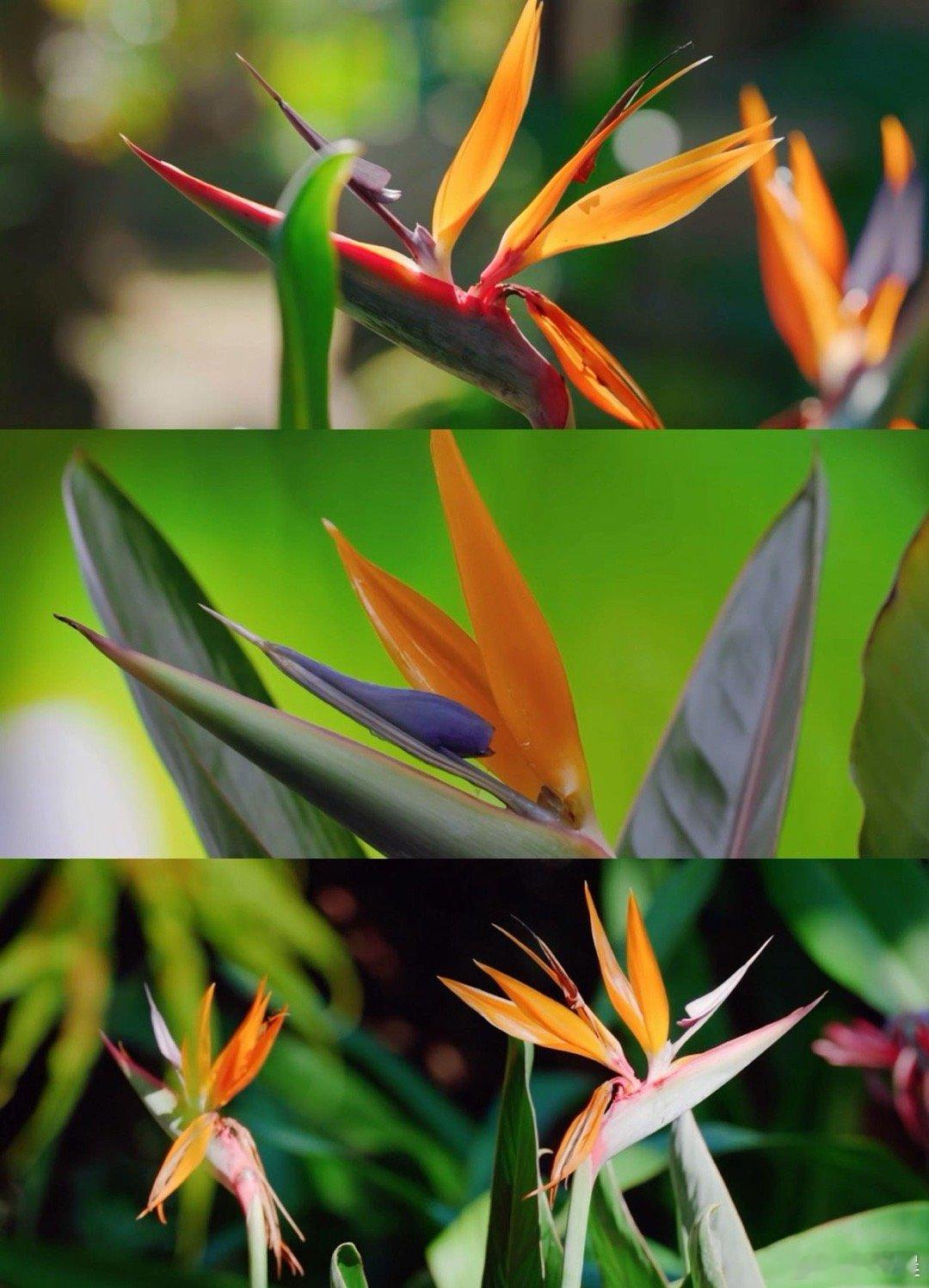 会招待小鸟的花花你见过吗原来天堂鸟还会开花天堂鸟本名鹤望兰，隶属芭蕉科却以花姿出