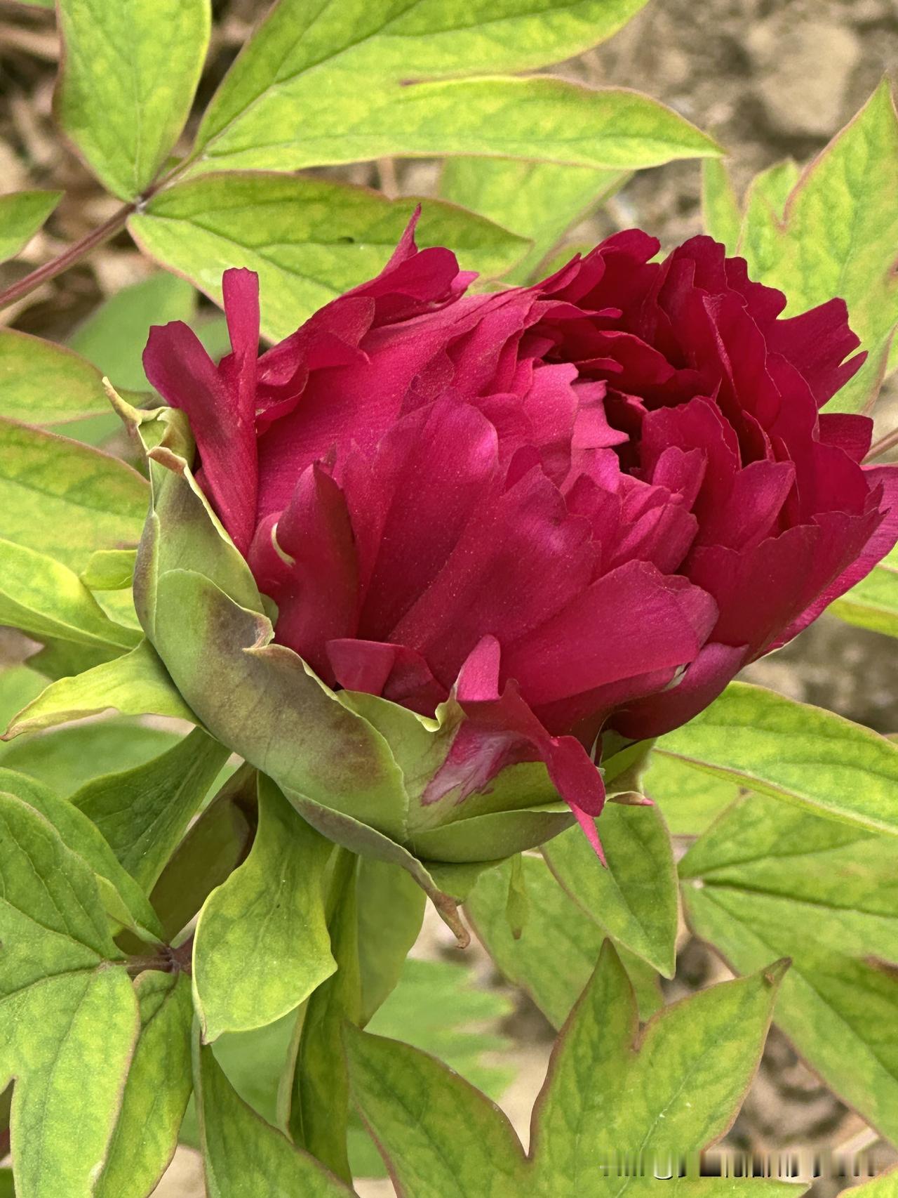 今天来看牡丹花了
花开正当时
不早不晚
恰好盛开
我及时赶来
一年一度的相约
美