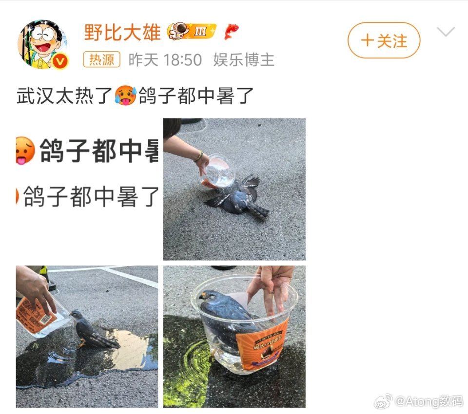 武汉鸽子中暑真么多蹭的人能不能看清楚是鹰再蹭睁眼瞎呢搁这 ​​​