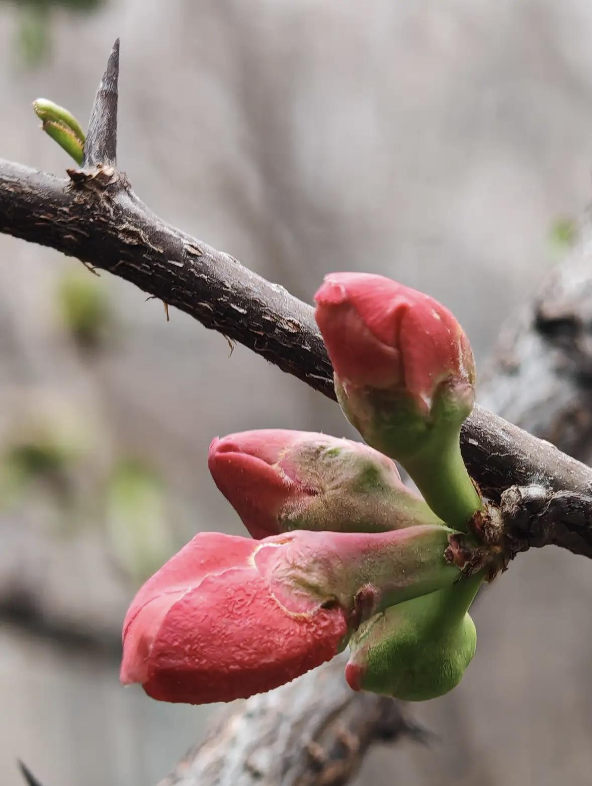 《七律·蕊》
作者；转转看到



遒枝欲展解冬慵，
寒蕾凸显渐成形。
一冬蕴力