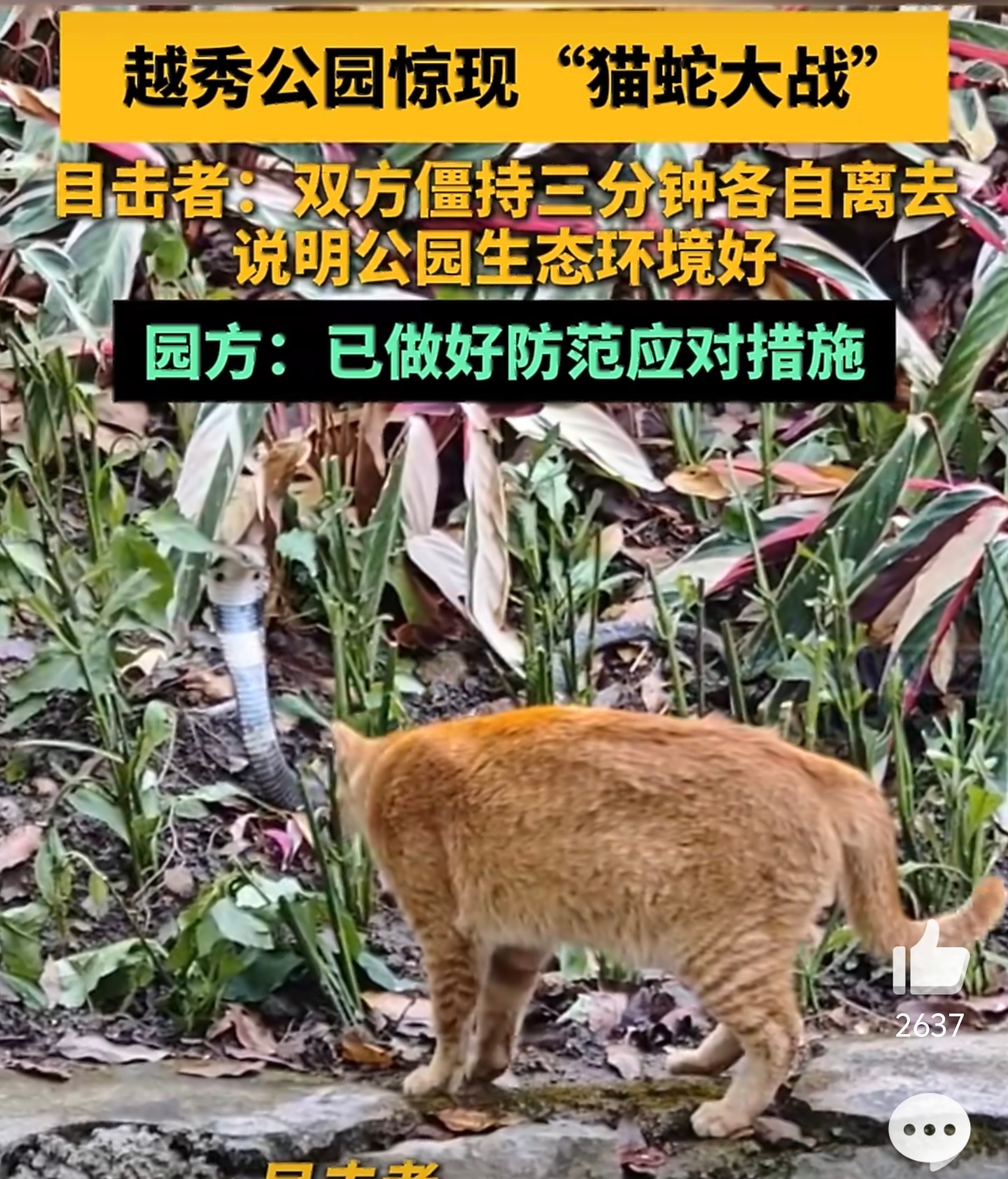 还是挺危险的…！广州越秀公园惊现猫蛇大战公园出现舟山眼镜蛇（中华眼镜蛇），在广东