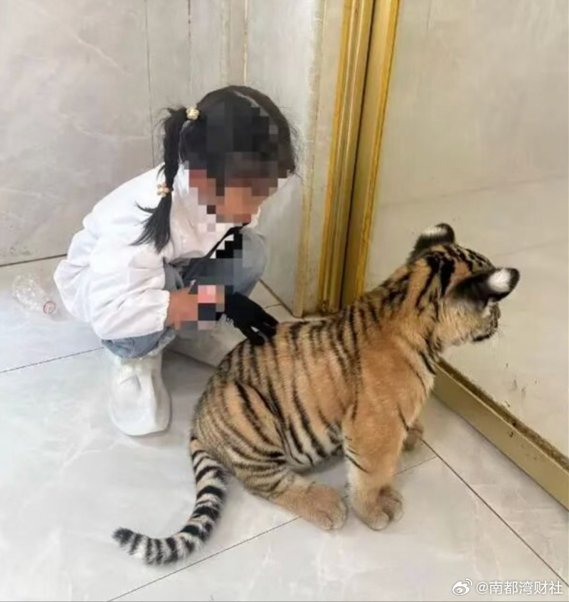 【#广西平南一幼虎咬伤女童续#：涉事场馆称暂停营业】#幼虎伤人涉事场馆暂停营业#