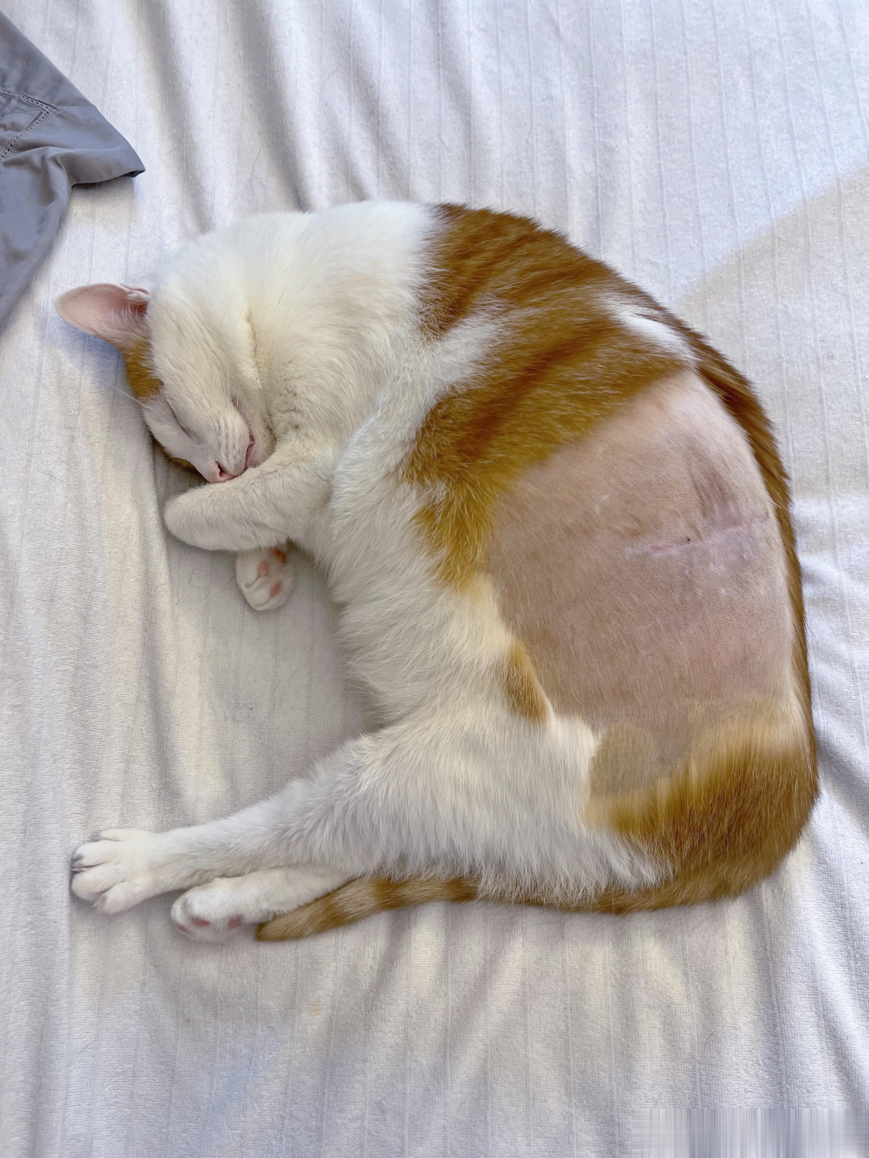 早早早！这种猪仔是不是可以出栏了？ ​​​