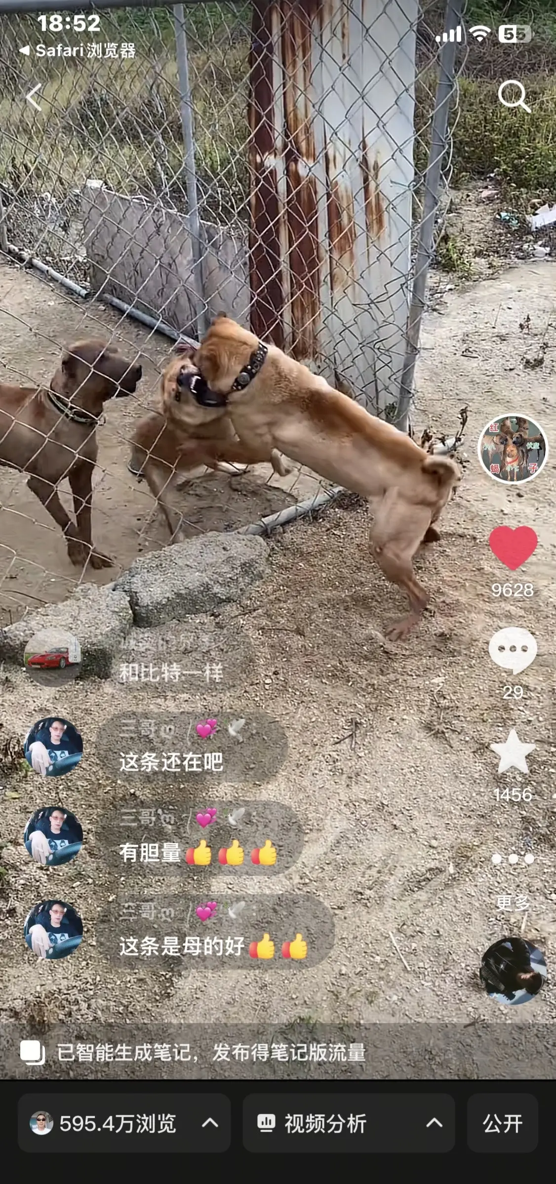 金钱尾果然招财