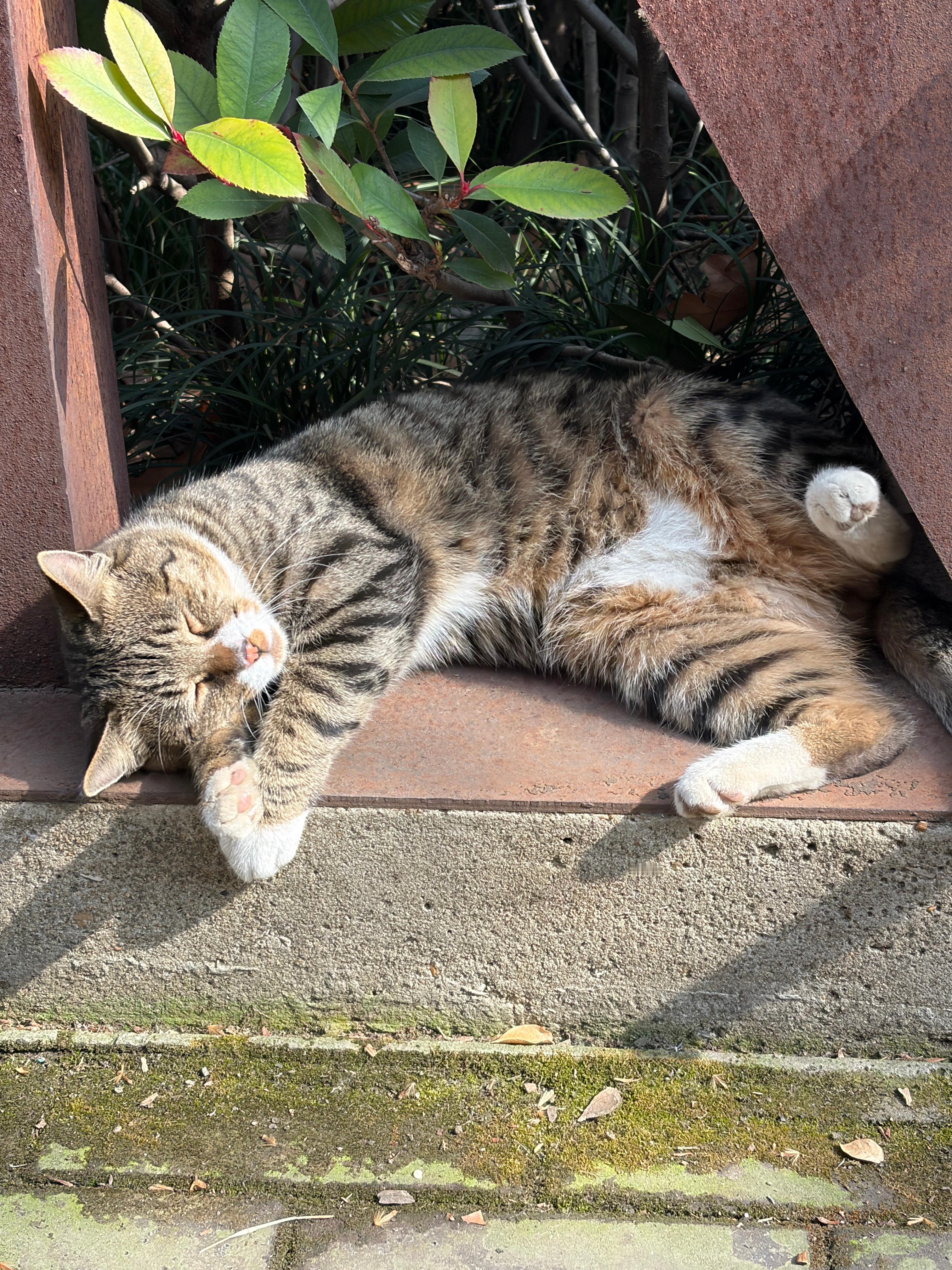 准备准备看春晚咯今天穿什么