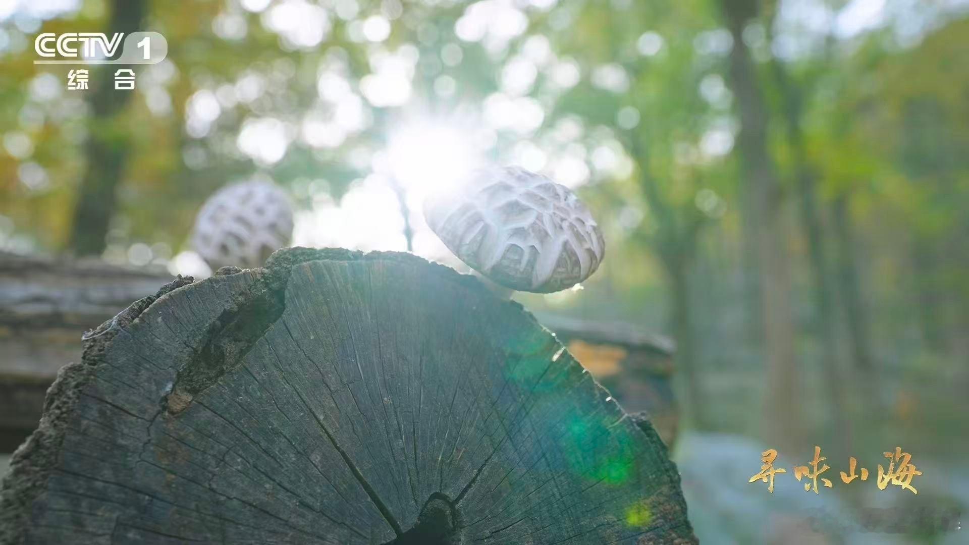 一种花菇可以有两种味道干香菇鲜香菇哪个更好吃 产自“中国香菇之乡”随州的花菇，干