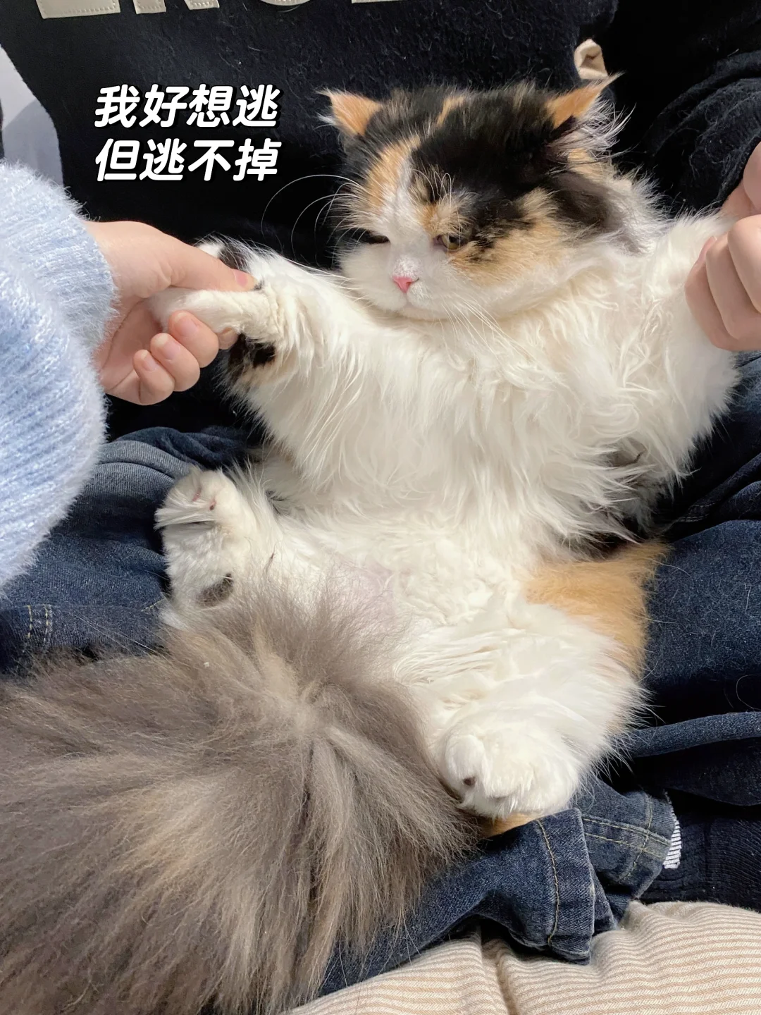 🐱：我这一生   如履薄冰