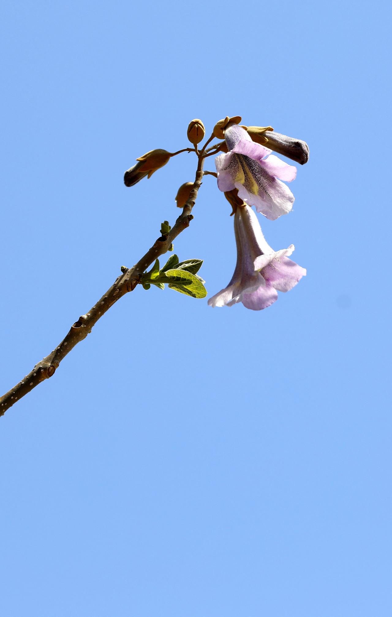 最近大家都在晒桃花、樱花、牡丹，很少有人去晒梧桐花。它确实没那么艳丽，但是有淡淡