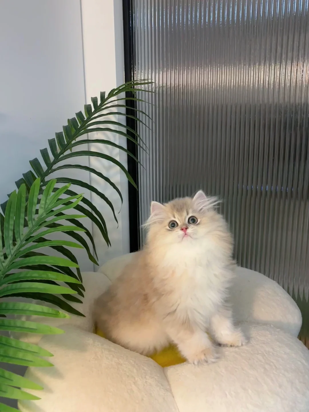 现猫找家🍭长毛蓝金渐层弟弟