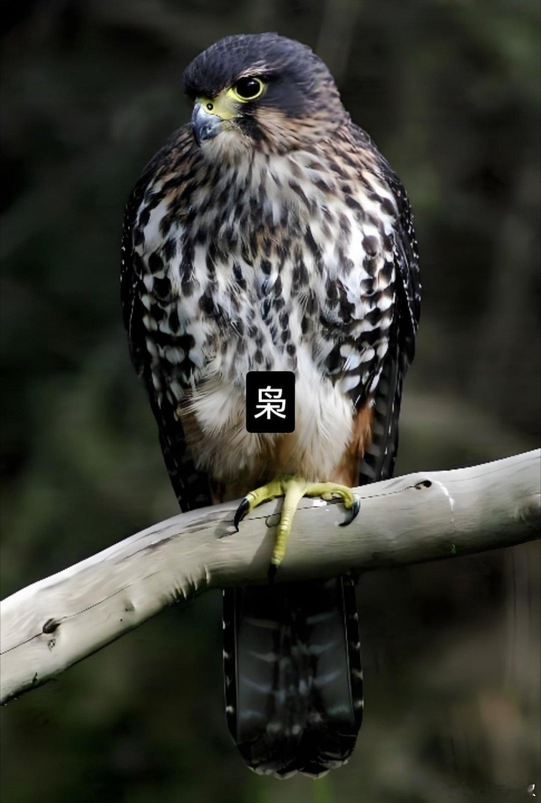 【枭】枭神忌神偏印无财化作枭，别名吞啖煞难消，七杀破财形可见，枭缠心神内里焦 。