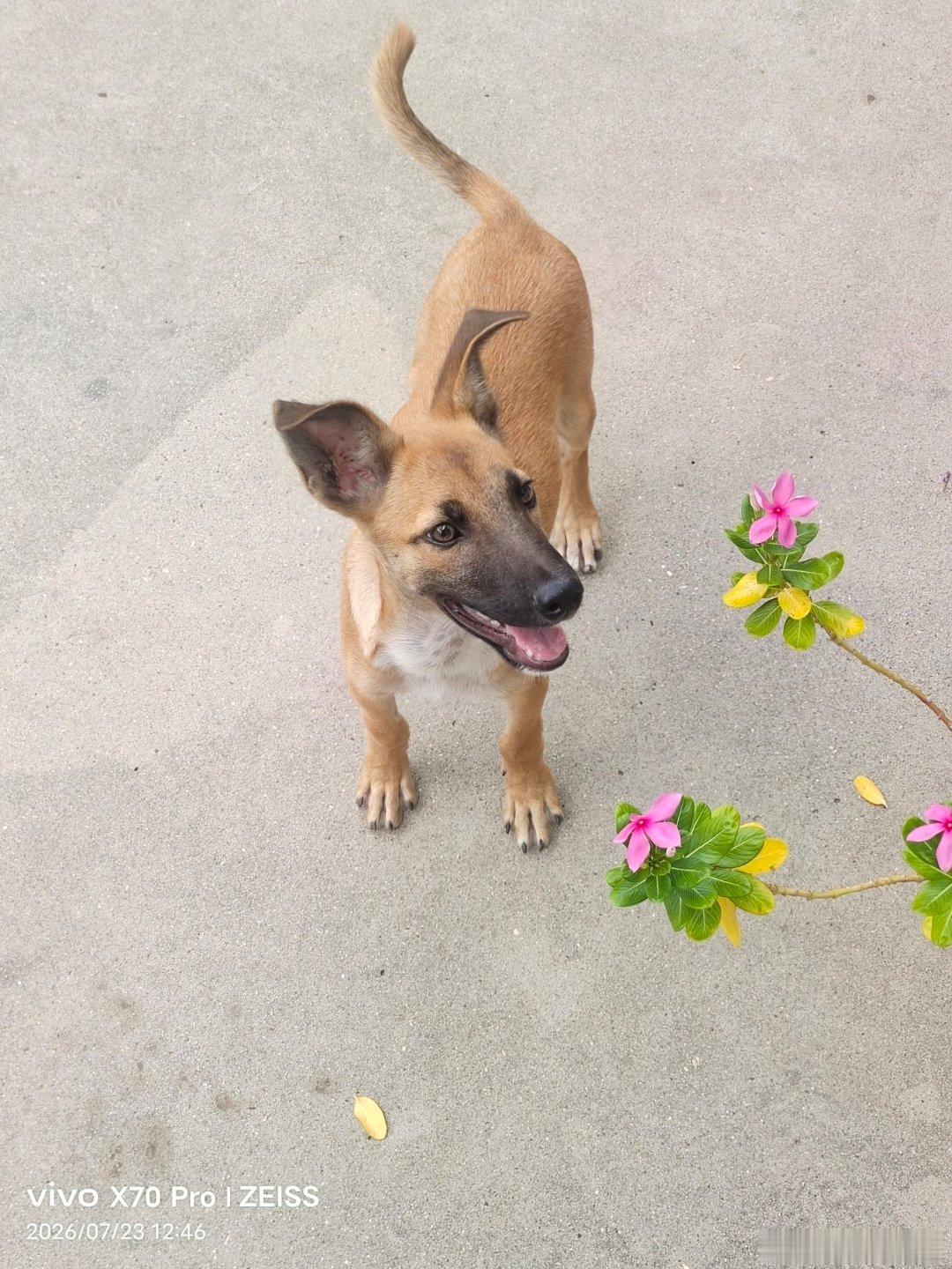 vivo 时间过的真快，之前的小萌犬都已经长大了。手机随手拍记录生活