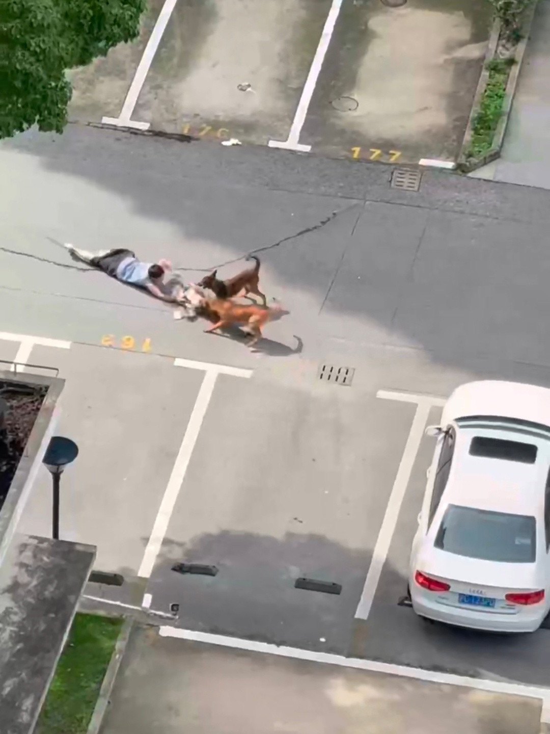 上海一幼童被两只恶犬撕咬，狗主人已被警方采取刑事强制措施。幼童腿部被咬伤，无生命