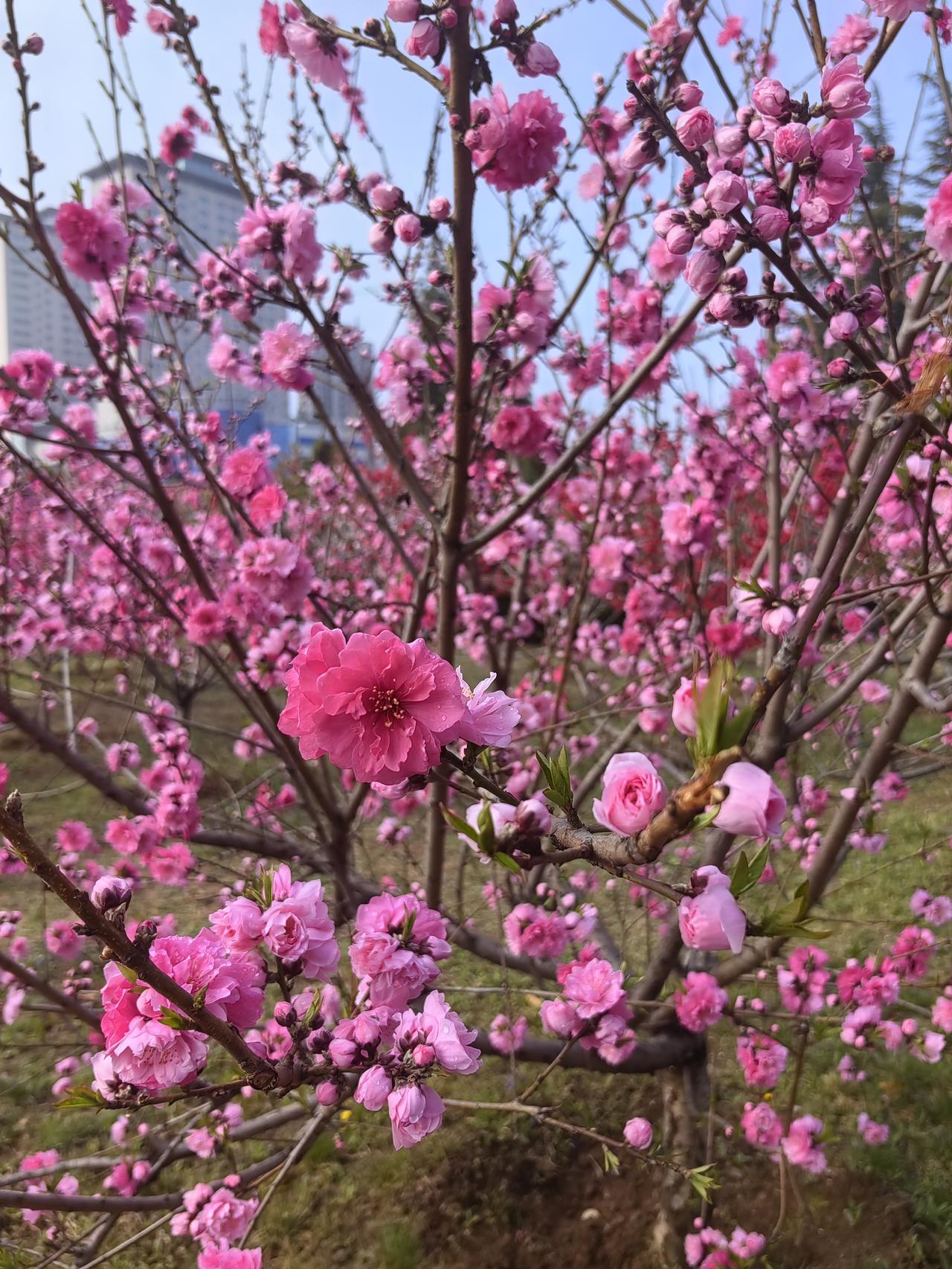 四季花卉喜迎明媚春光，“人间四月芳菲尽，山寺桃花始盛开”。今年的花季，四月迎来盛