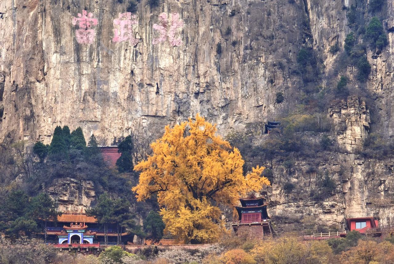 来天桂山青龙观，邂逅千年银杏树！#古银杏景区# #石家庄文旅风云#