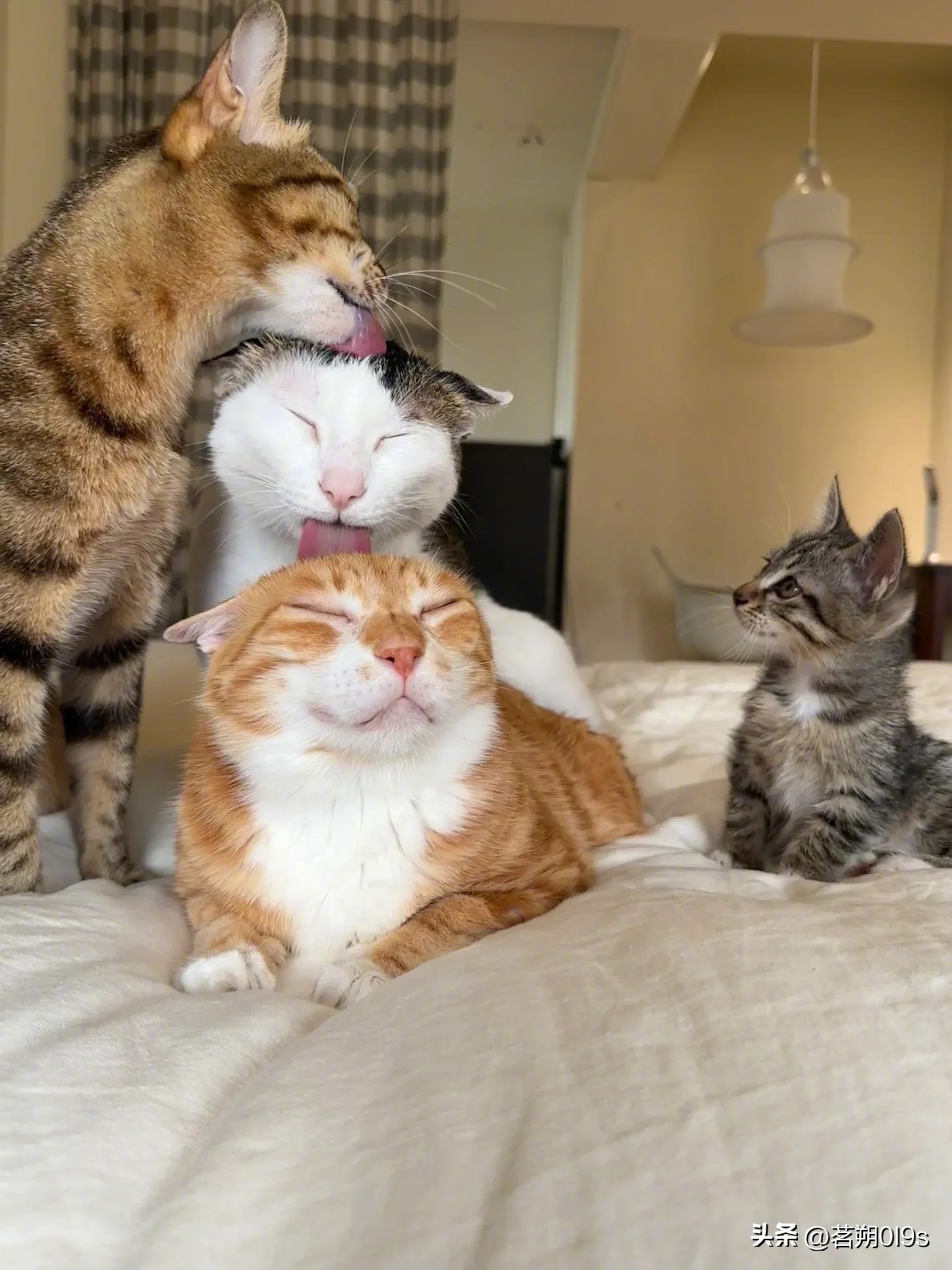 小猫不理解，我长大了也要这样吗？