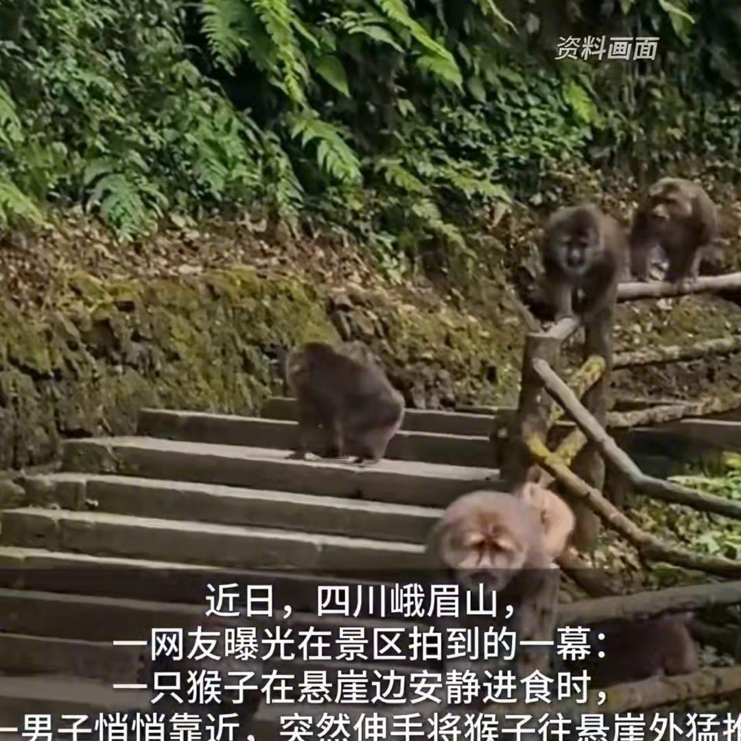 在四川峨眉山景区，一段令人愤怒的视频在网上疯传。画面中，一只猴子正安安静静地坐在