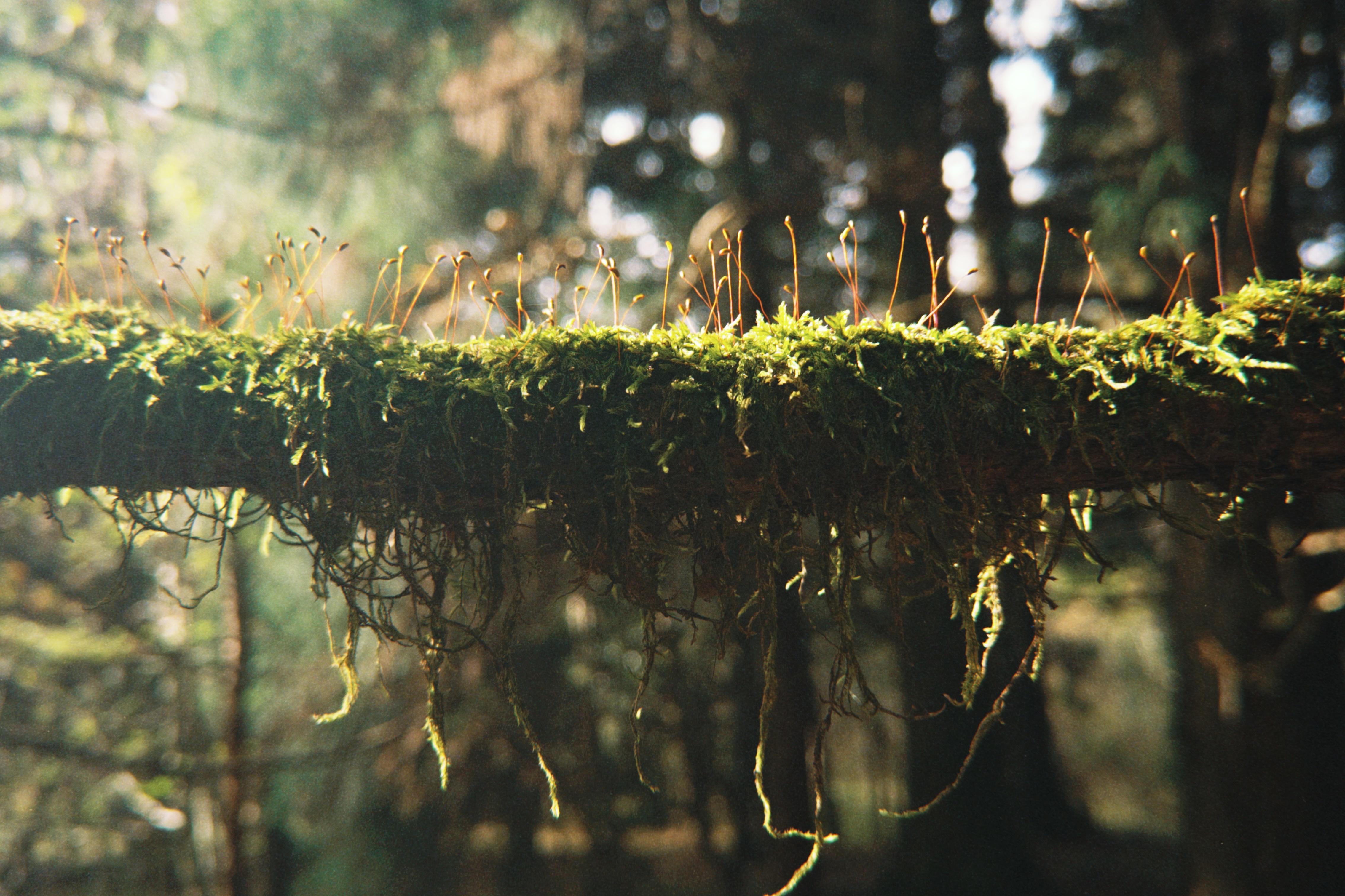 冬至快乐🥟❄️宛间电台