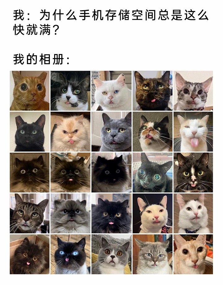 喵喵 ​​​
