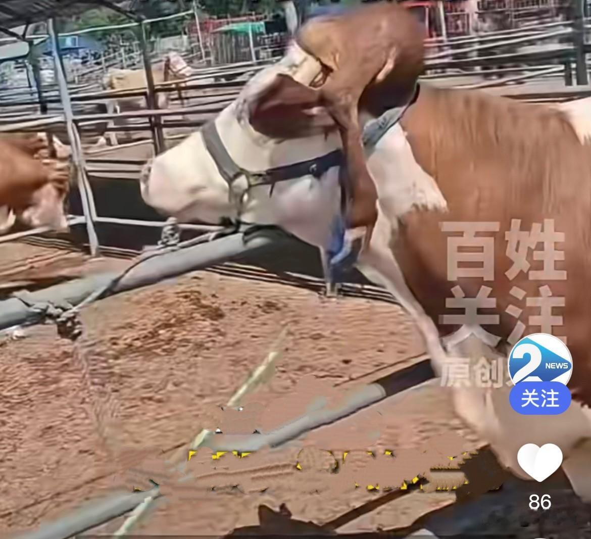 吉林辽源白女士家，养出了一头独一无二、罕见的特殊小牛，这头牛和普通的牛完全不一样