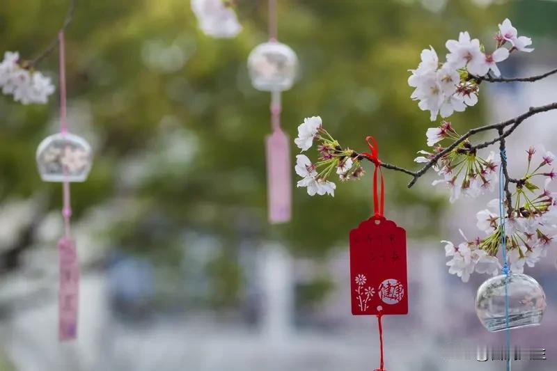 今年春天最想实现的心愿

 今年春天，我最想实现踏青、赏花、郊游的心愿。想象着漫