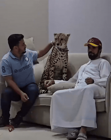 这家伙也能当宠物养？这一巴掌下去谁受得了？有本事你打回去呀！