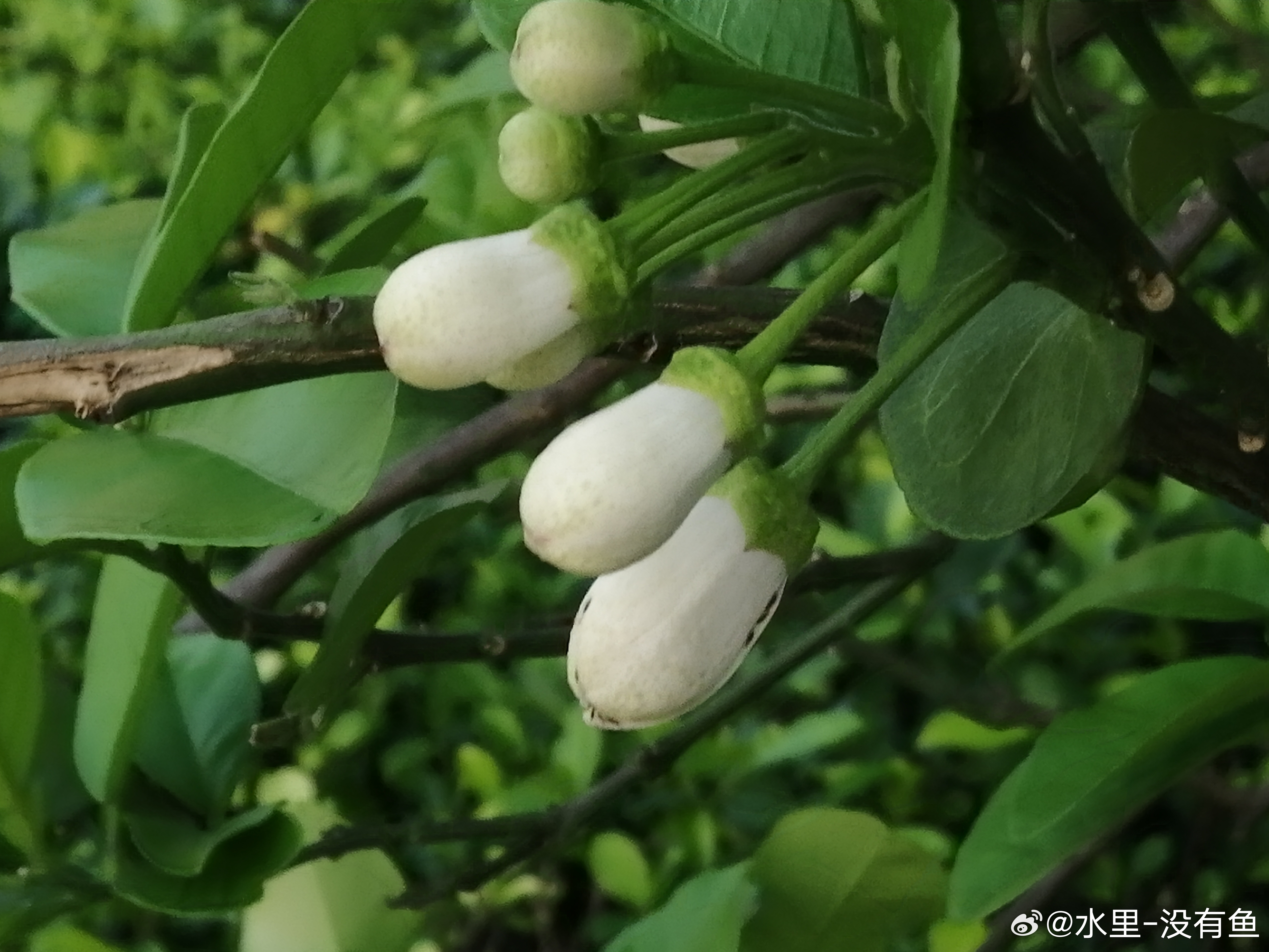 生活手记暗香浮动，远远的闻着味，寻到几棵准备爆花的花 随手拍一朵花手机随手拍