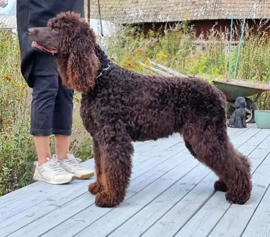 爱尔兰🇮🇪水猎犬