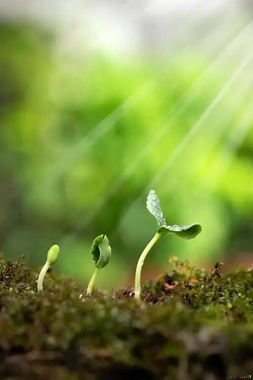 春天来了，我在阳台花盆里种点啥呢？

我特别喜欢我的阳台生机勃勃的样子，所以今年