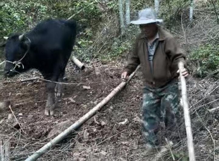 农民养了3年的牛走丢了。群山密林中，它的缰绳缠绕在树根和灌木上，被困整整20天无