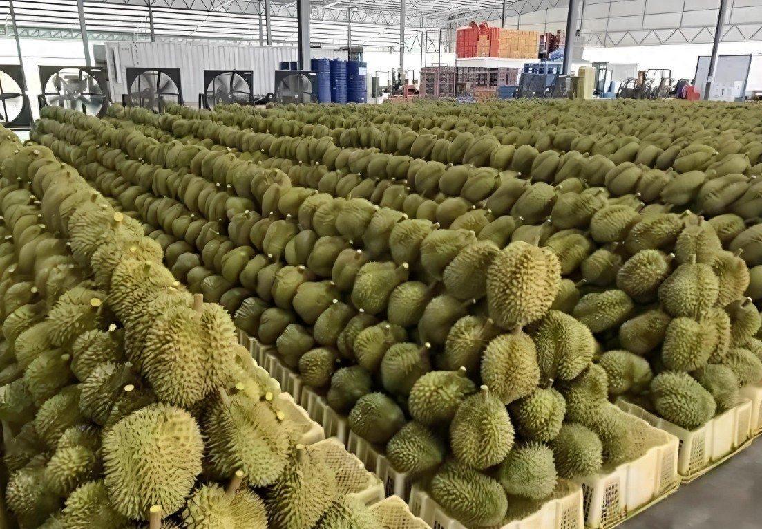 🐒菲律宾榴莲烂地里怪中国，叫嚣我们必须赔钱？全世界都看笑了！
 
今年菲律宾榴
