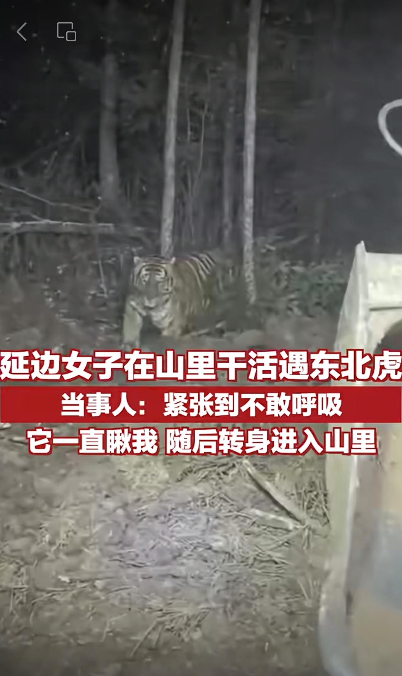 延边女子在山里干活遇东北虎，当事人：紧张到不敢呼吸 ，它一直瞅我，随后转身进入山