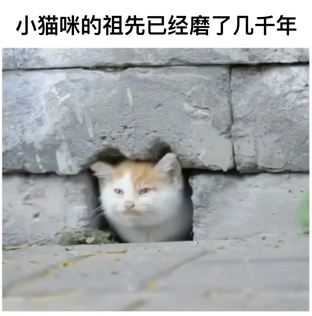 关于小猫咪的梗图🦴