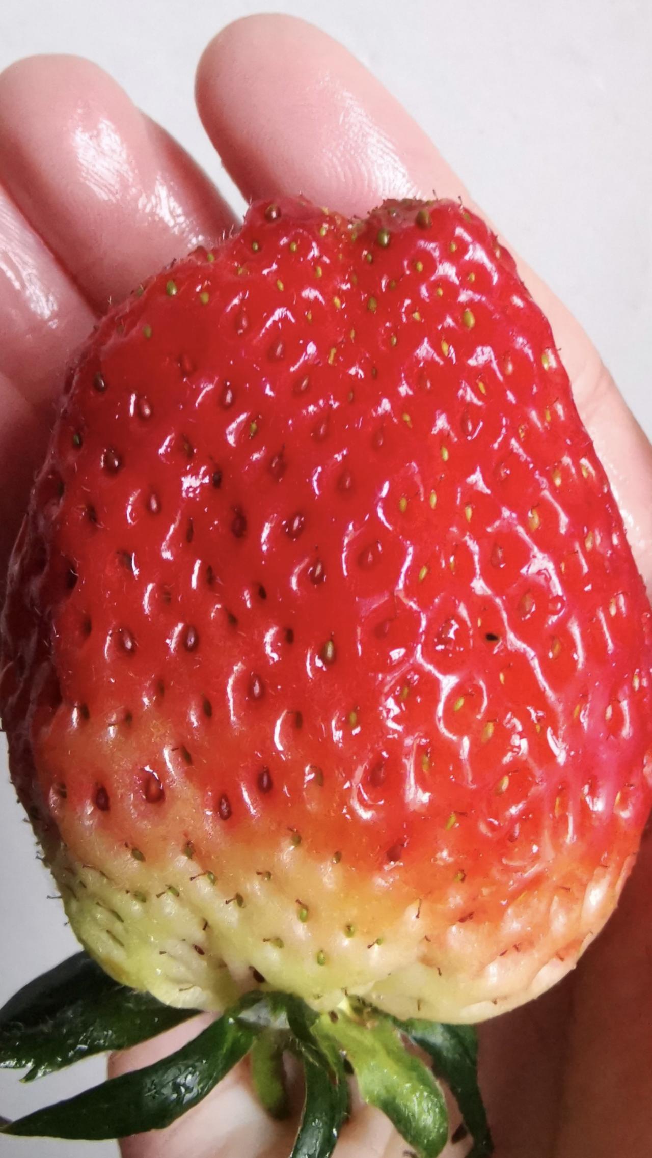 央视为草莓洗了冤屈
草莓曾因表面凹凸不平被以为是最脏的水果，最近央视调查发现:多