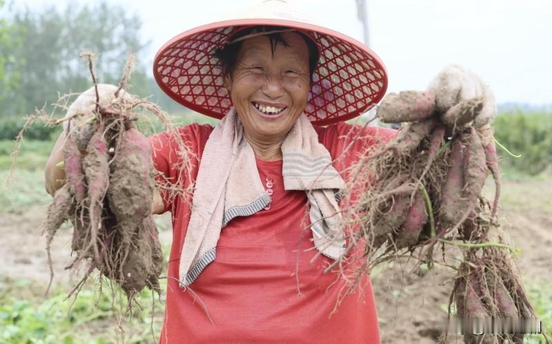 红薯这物
各地叫法差异极大
河南、山东多数地方叫红薯
北京人唤作白薯
东北人喊它