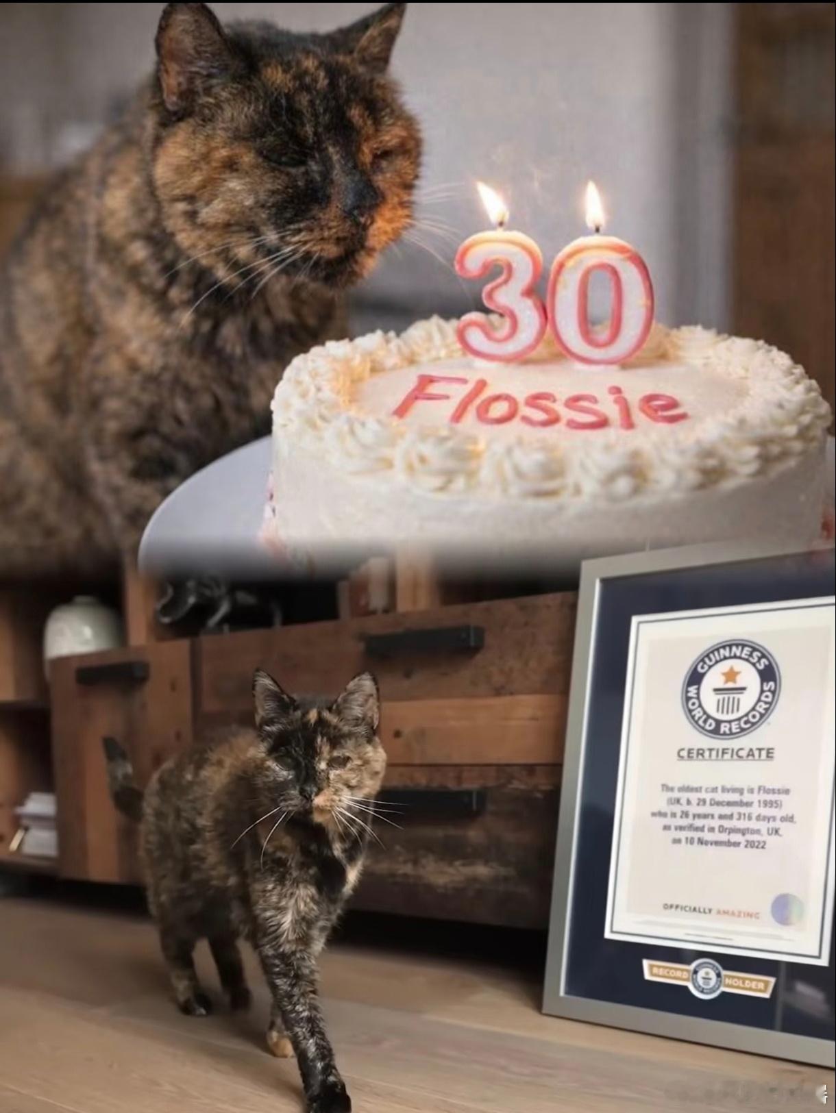 世界最长寿的猫咪！吉尼斯世界纪录认证的在世最长寿的猫咪 Flossie！虽然随着