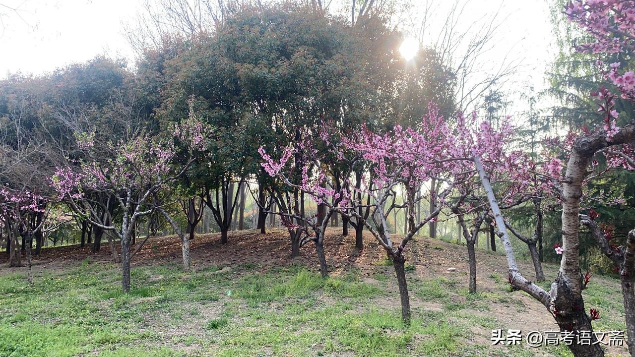 晒图笔记大赛春日赏花，粉黛乱子草，美不胜收！🌸📸