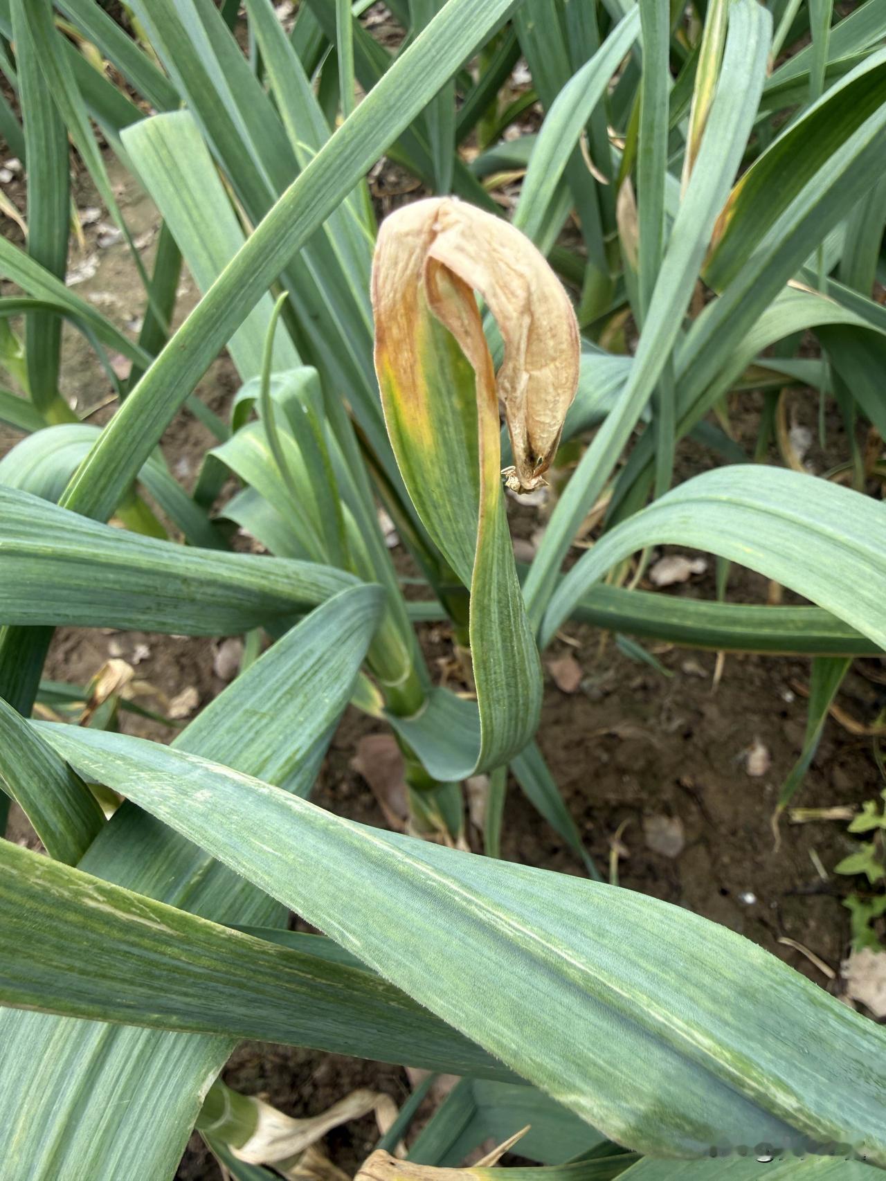 【小对联】
上：清炒；
下：……？