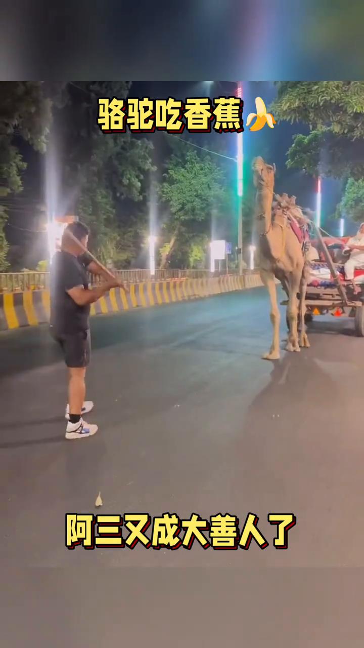 骆驼吃香蕉，阿三又成大善人了。