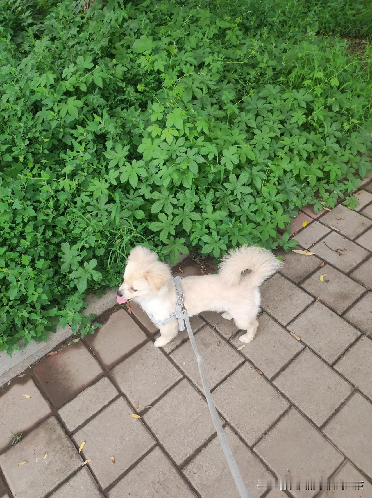 想把它送人了，又舍不得，从小养到这么大了。家里还有两只狗，算上它三只了，每天筋疲